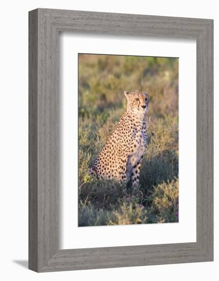 A Single Male Cheetah Sittings in the Grass, Ngorongoro, Tanzania-James Heupel-Framed Photographic Print