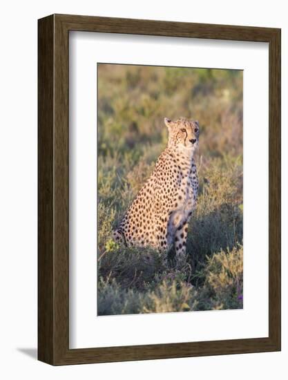 A Single Male Cheetah Sittings in the Grass, Ngorongoro, Tanzania-James Heupel-Framed Photographic Print