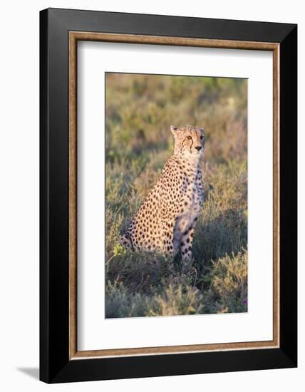 A Single Male Cheetah Sittings in the Grass, Ngorongoro, Tanzania-James Heupel-Framed Photographic Print