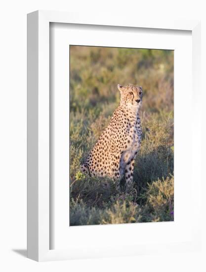 A Single Male Cheetah Sittings in the Grass, Ngorongoro, Tanzania-James Heupel-Framed Photographic Print