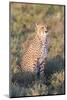 A Single Male Cheetah Sittings in the Grass, Ngorongoro, Tanzania-James Heupel-Mounted Photographic Print