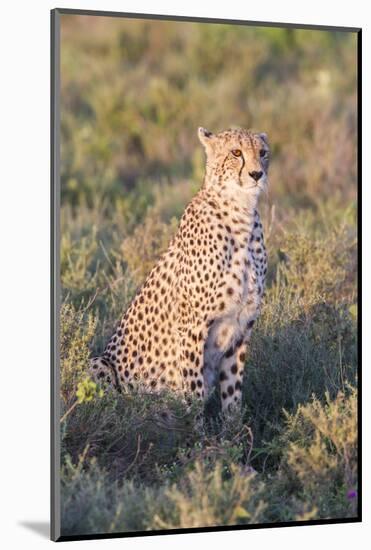 A Single Male Cheetah Sittings in the Grass, Ngorongoro, Tanzania-James Heupel-Mounted Photographic Print