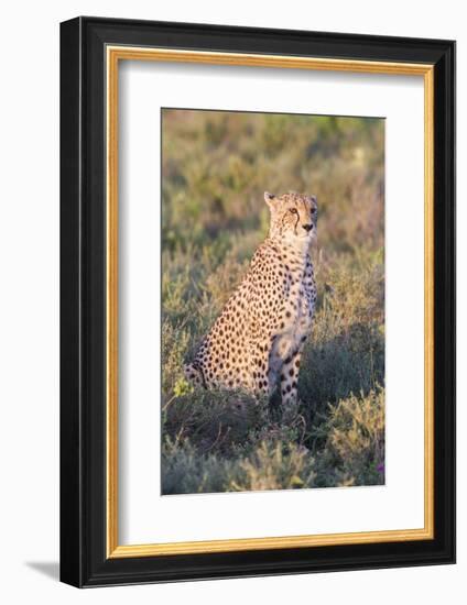 A Single Male Cheetah Sittings in the Grass, Ngorongoro, Tanzania-James Heupel-Framed Photographic Print