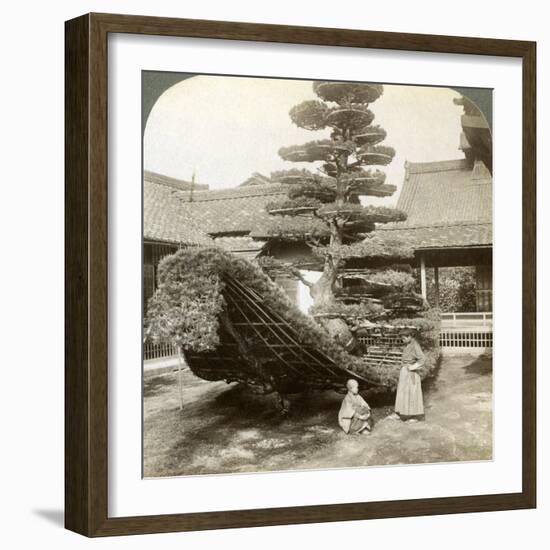 A Single Pine Trained into the Shape of a Boat, Kinkaku-Ji Monastery, Kyoto, Japan, 1904-Underwood & Underwood-Framed Photographic Print