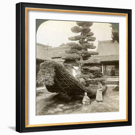 A Single Pine Trained into the Shape of a Boat, Kinkaku-Ji Monastery, Kyoto, Japan, 1904-Underwood & Underwood-Framed Photographic Print