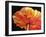 A Single Poppy-Marcia Baldwin-Framed Giclee Print