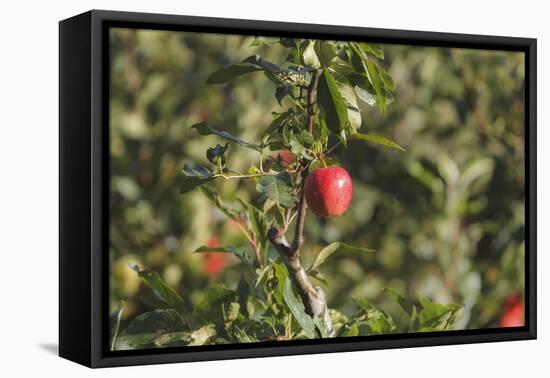 A Single, Red, Ripe Apple Hangs on a Branch on an Apple Tree-Petra Daisenberger-Framed Premier Image Canvas