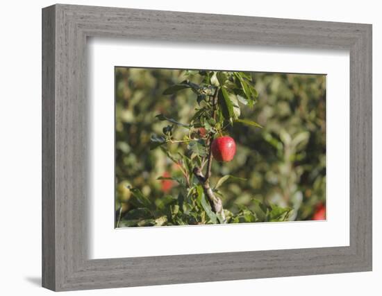 A Single, Red, Ripe Apple Hangs on a Branch on an Apple Tree-Petra Daisenberger-Framed Photographic Print