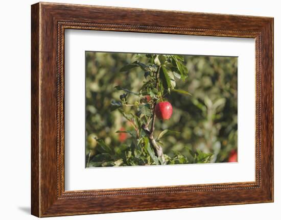 A Single, Red, Ripe Apple Hangs on a Branch on an Apple Tree-Petra Daisenberger-Framed Photographic Print