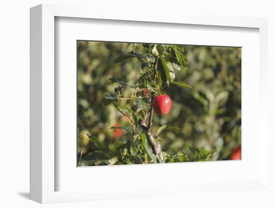 A Single, Red, Ripe Apple Hangs on a Branch on an Apple Tree-Petra Daisenberger-Framed Photographic Print