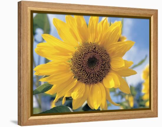 A Single Yellow Sunflower Blossom-null-Framed Premier Image Canvas