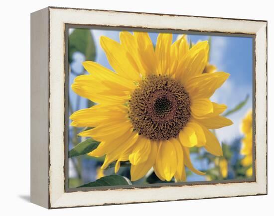 A Single Yellow Sunflower Blossom-null-Framed Premier Image Canvas