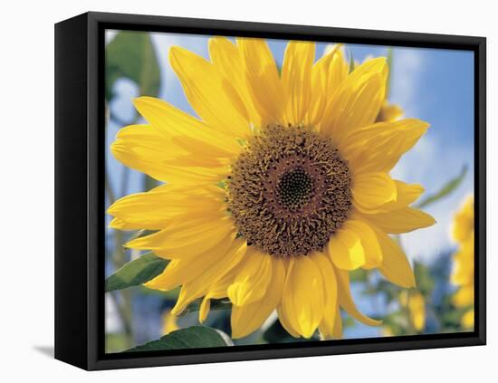 A Single Yellow Sunflower Blossom-null-Framed Premier Image Canvas