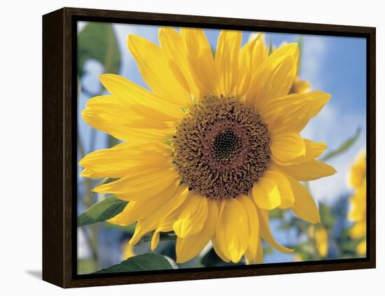 A Single Yellow Sunflower Blossom-null-Framed Premier Image Canvas