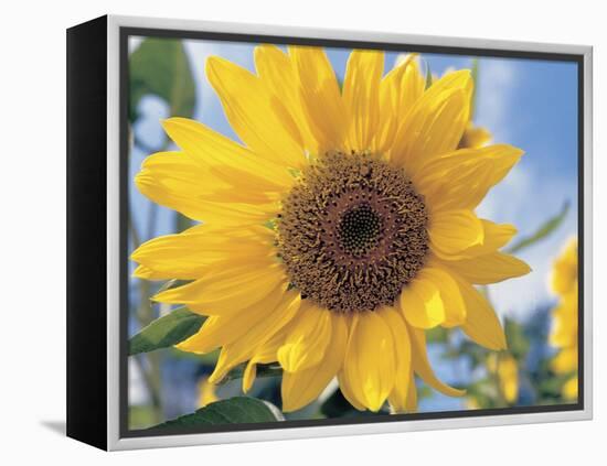 A Single Yellow Sunflower Blossom-null-Framed Premier Image Canvas