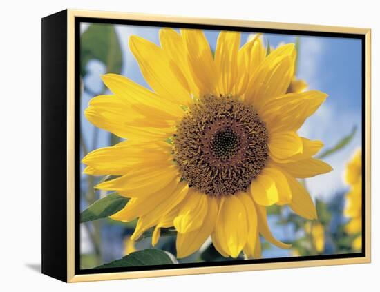 A Single Yellow Sunflower Blossom-null-Framed Premier Image Canvas