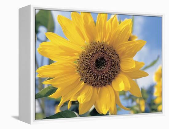 A Single Yellow Sunflower Blossom-null-Framed Premier Image Canvas