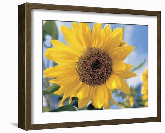 A Single Yellow Sunflower Blossom-null-Framed Photographic Print