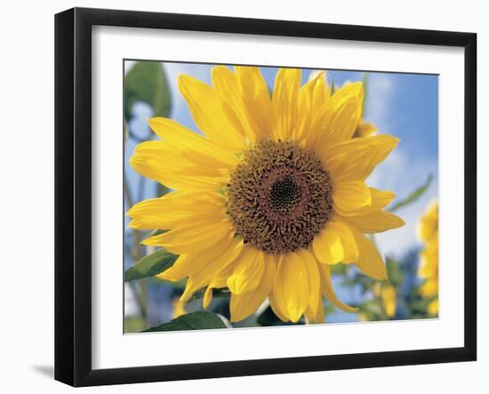 A Single Yellow Sunflower Blossom-null-Framed Photographic Print