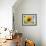 A Single Yellow Sunflower Blossom-null-Framed Photographic Print displayed on a wall
