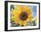 A Single Yellow Sunflower Blossom-null-Framed Photographic Print