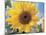 A Single Yellow Sunflower Blossom-null-Mounted Photographic Print
