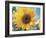 A Single Yellow Sunflower Blossom-null-Framed Photographic Print