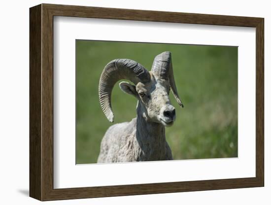 A six-year old Bighorn ram-Richard Wright-Framed Photographic Print