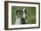 A six-year old Bighorn ram-Richard Wright-Framed Photographic Print