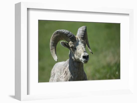 A six-year old Bighorn ram-Richard Wright-Framed Photographic Print