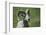 A six-year old Bighorn ram-Richard Wright-Framed Photographic Print