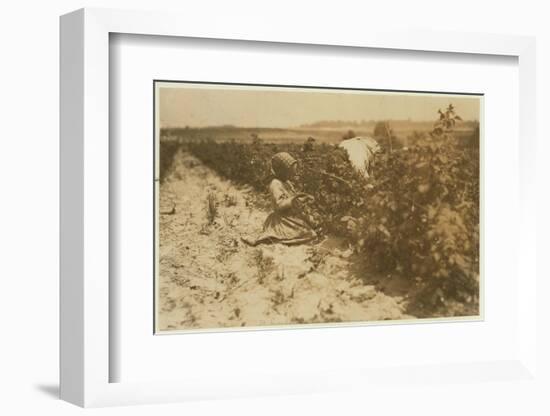 A Six Year Old Polish Girl Picking Berries All Day with Her Family (Scholtz) at Rock Creek Near Bal-Lewis Wickes Hine-Framed Photographic Print