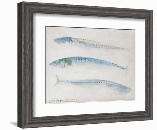 A Sketch of Three Mackerel-J. M. W. Turner-Framed Giclee Print