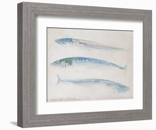A Sketch of Three Mackerel-J. M. W. Turner-Framed Giclee Print
