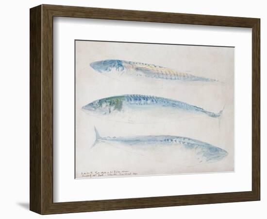 A Sketch of Three Mackerel-J. M. W. Turner-Framed Giclee Print