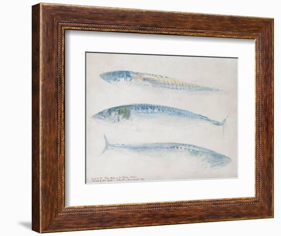 A Sketch of Three Mackerel-J. M. W. Turner-Framed Giclee Print