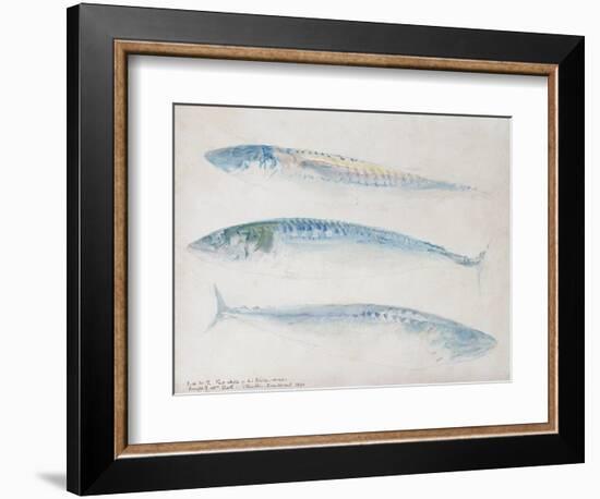 A Sketch of Three Mackerel-J. M. W. Turner-Framed Giclee Print