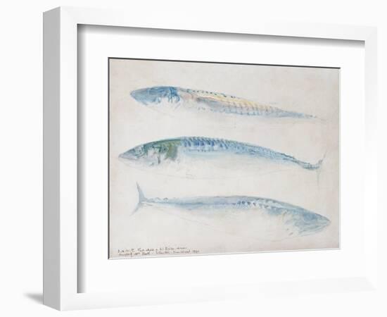 A Sketch of Three Mackerel-J. M. W. Turner-Framed Giclee Print