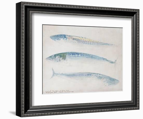 A Sketch of Three Mackerel-J. M. W. Turner-Framed Giclee Print