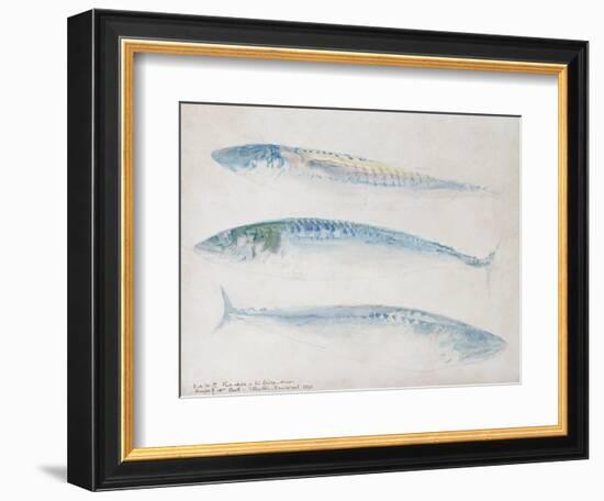 A Sketch of Three Mackerel-J. M. W. Turner-Framed Giclee Print