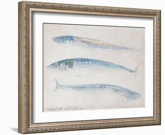 A Sketch of Three Mackerel-J. M. W. Turner-Framed Giclee Print