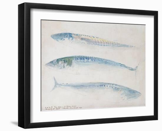 A Sketch of Three Mackerel-J. M. W. Turner-Framed Giclee Print