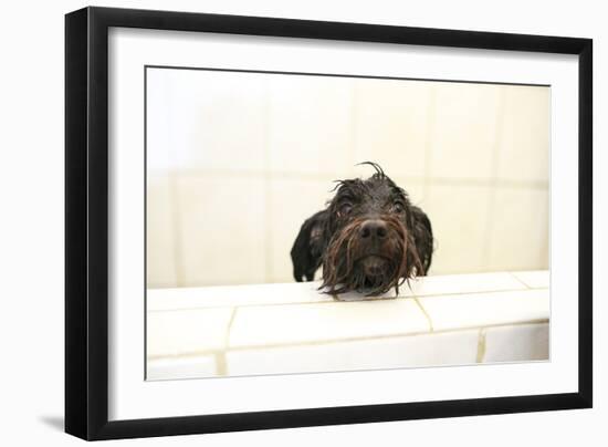 A Skinny Miniature Poodle Mix Dog In The Bathtub-Erik Kruthoff-Framed Photographic Print