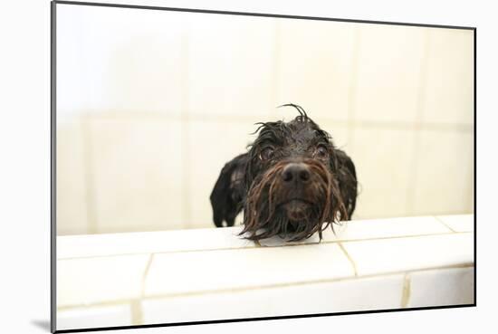 A Skinny Miniature Poodle Mix Dog In The Bathtub-Erik Kruthoff-Mounted Photographic Print
