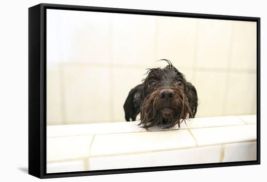 A Skinny Miniature Poodle Mix Dog In The Bathtub-Erik Kruthoff-Framed Stretched Canvas