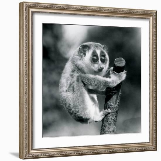 A Slender Loris holding on to the end of a branch, London Zoo, August 1926 (b/w photo)-Frederick William Bond-Framed Photographic Print