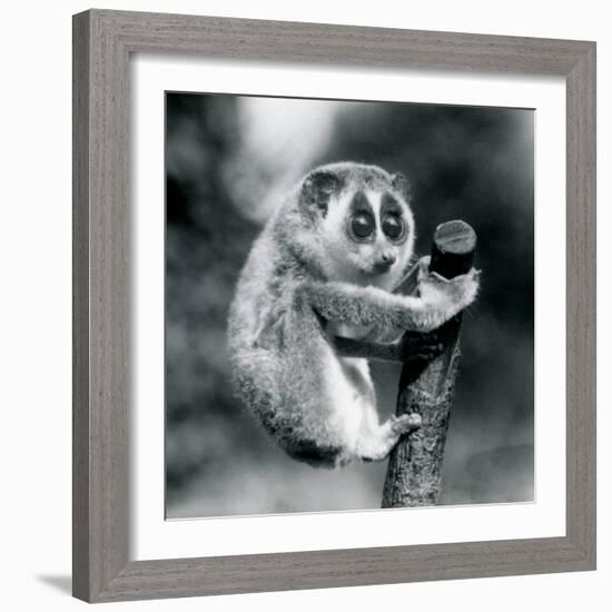 A Slender Loris holding on to the end of a branch, London Zoo, August 1926 (b/w photo)-Frederick William Bond-Framed Photographic Print