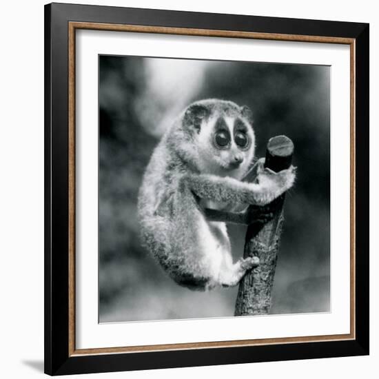 A Slender Loris holding on to the end of a branch, London Zoo, August 1926 (b/w photo)-Frederick William Bond-Framed Photographic Print