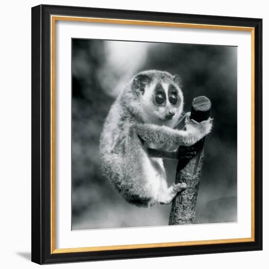 A Slender Loris holding on to the end of a branch, London Zoo, August 1926 (b/w photo)-Frederick William Bond-Framed Photographic Print