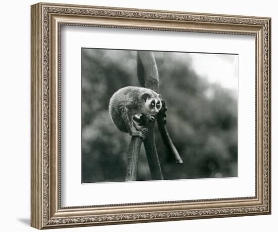 A Slender Loris Looking down from on a Branch, London Zoo, August 1926 (B/W Photo)-Frederick William Bond-Framed Giclee Print